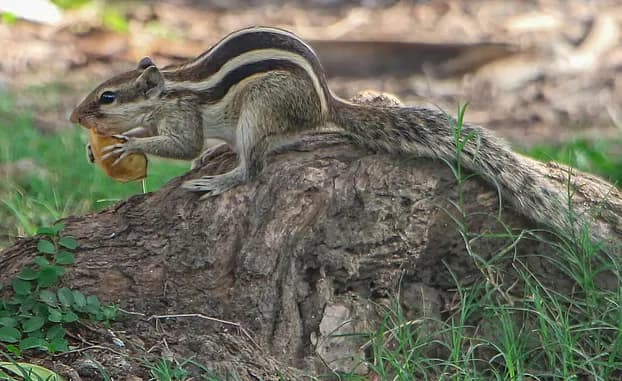 ছবি