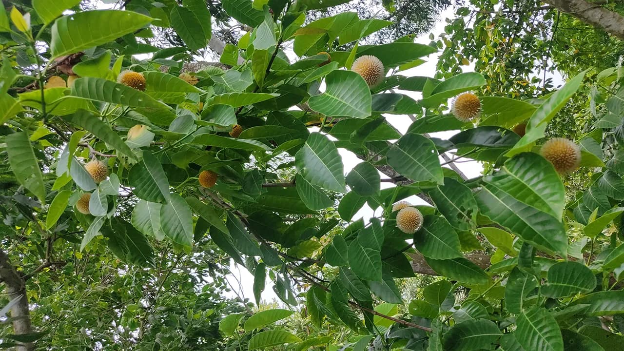 বর্ষার আগেই ফুটেছে কদম