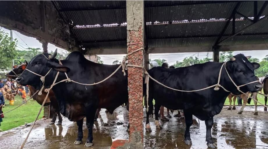 ভোলায় ১৬ থেকে ২২ মণ ওজনের গরু নিয়ে বিপাকে খামারিরা 