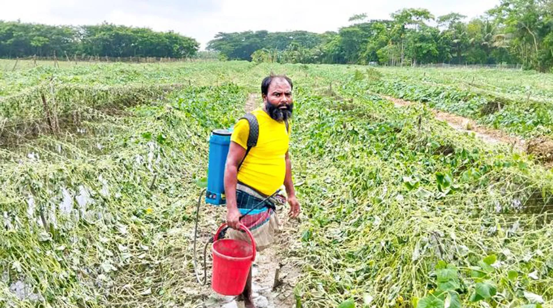 ভোলায় নিম্নচাপের প্রভাবে কৃষির ক্ষতি চার কোটি টাকা