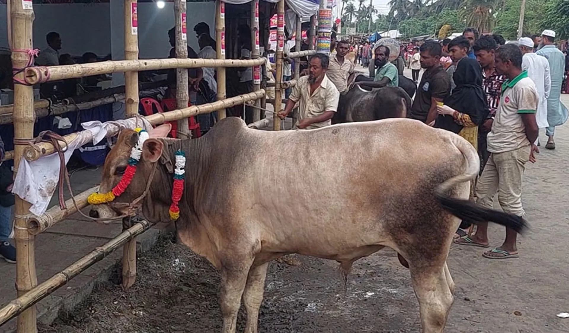 শেষ মুহূর্তে জমজমাট পশুর হাট, দাম বেশি ছোট গরুর