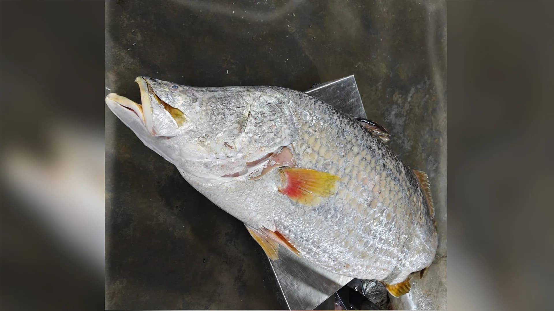 কুয়াকাটায় এক কোড়াল বিক্রি ২৪ হাজার ১৫০ টাকায়