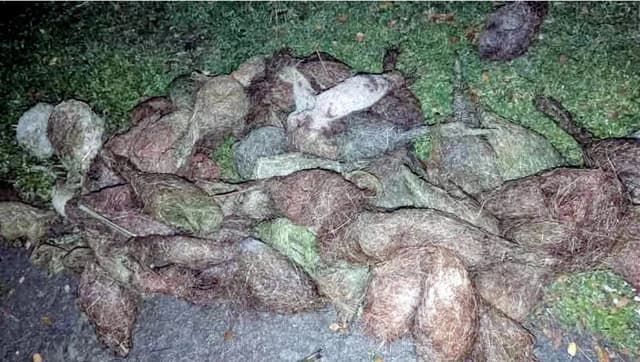 ঝালকাঠিতে বাবুই পাখি হত্যার ঘটনায় ২ মামলা