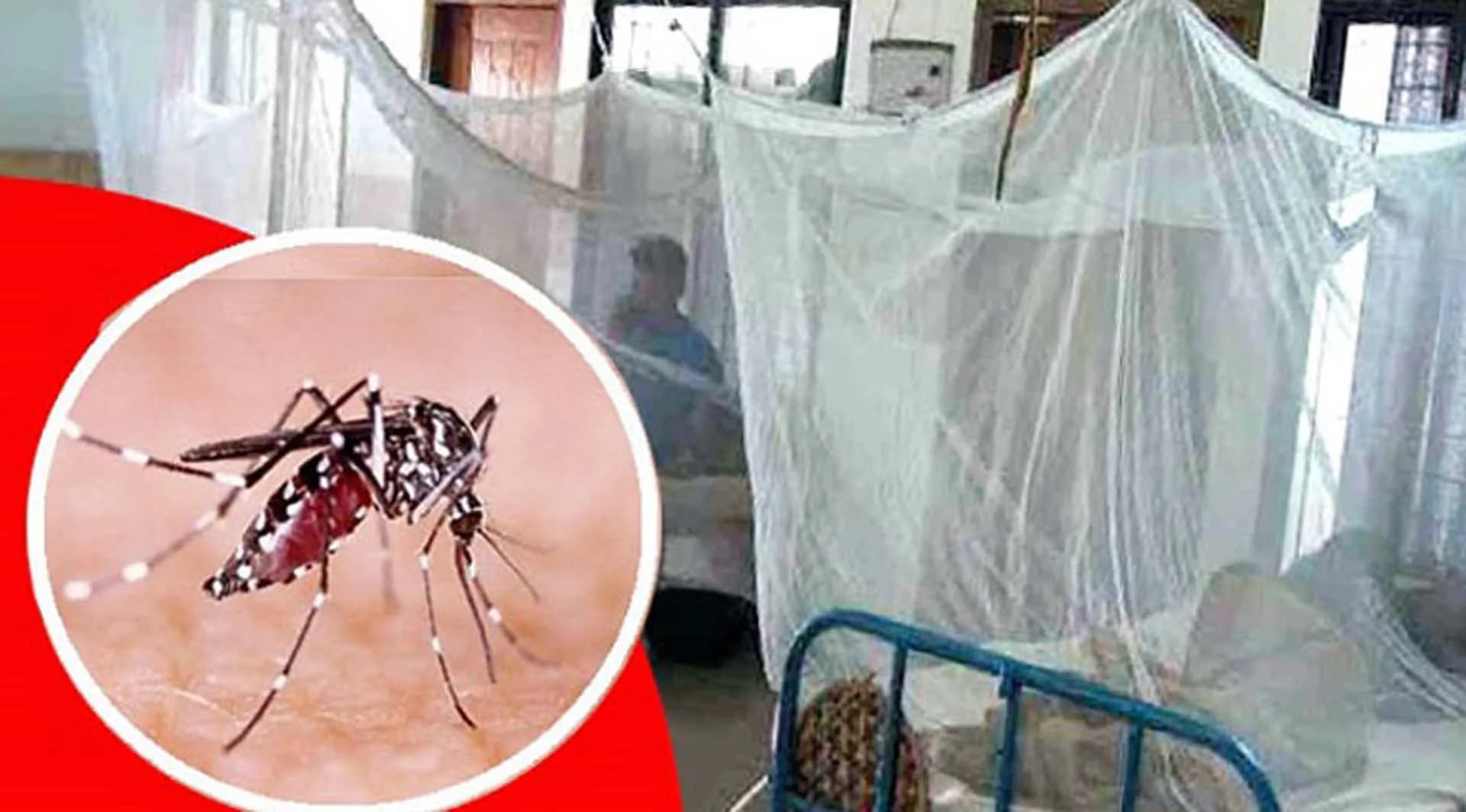 ডেঙ্গুতে আক্রান্তদের অধিকাংশই বরিশালের