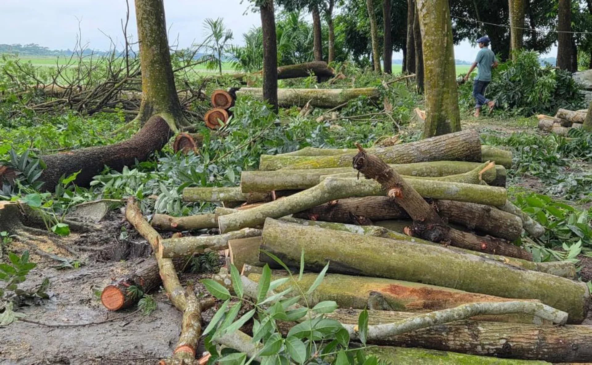 বাউফলে বিরোধপূর্ণ ভূমির ৪০০ গাছ কেটে ফেলার অভিযোগ