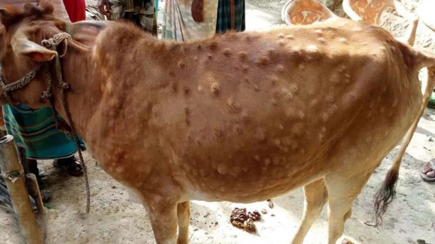  বরগুনায় লাম্পি স্কিন রোগে তিন শতাধিক গরুর মৃত্যু