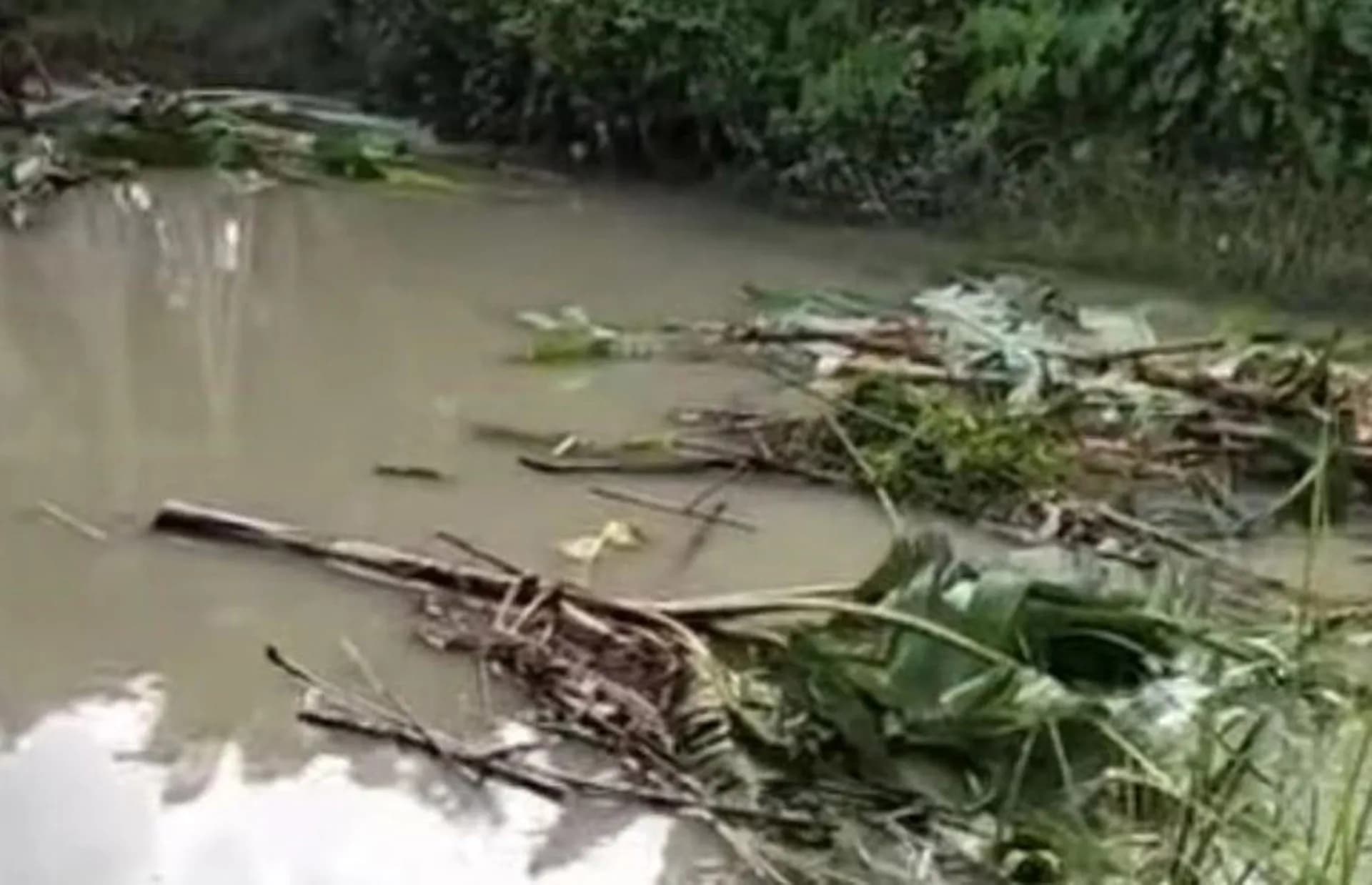 হিজলায় গাছ কেটে অবৈধভাবে জমি দখলের অভিযোগ