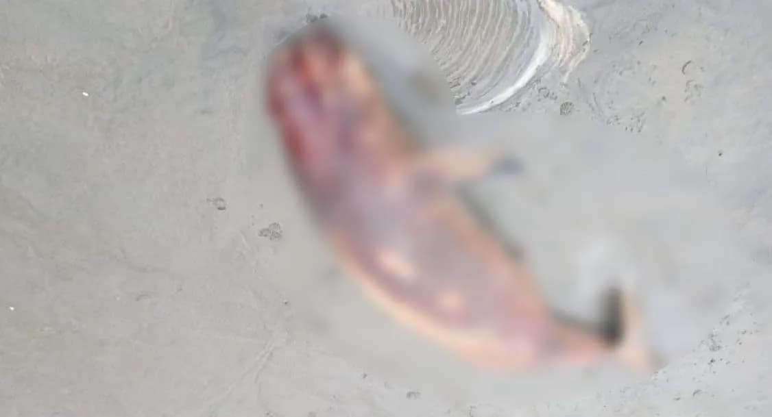 কুয়াকাটা সৈকতে ভেসে এলো মৃত ইরাবতী ডলফিন 