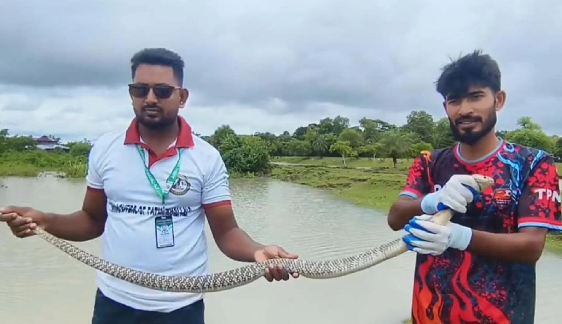 ৫ ফুট দৈর্ঘ্যের তীব্র বিষধর পদ্ম গোখরা সাপ উদ্ধার করে বনে অবমুক্ত 