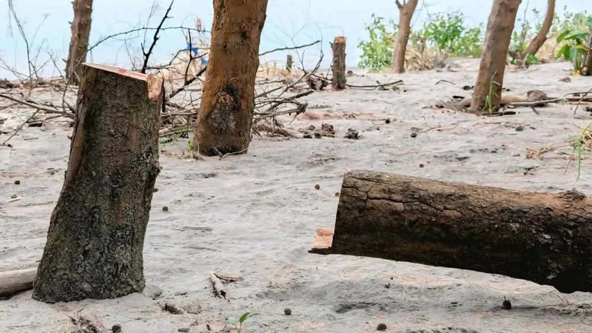 গঙ্গামতির সংরক্ষিত বন উজাড়