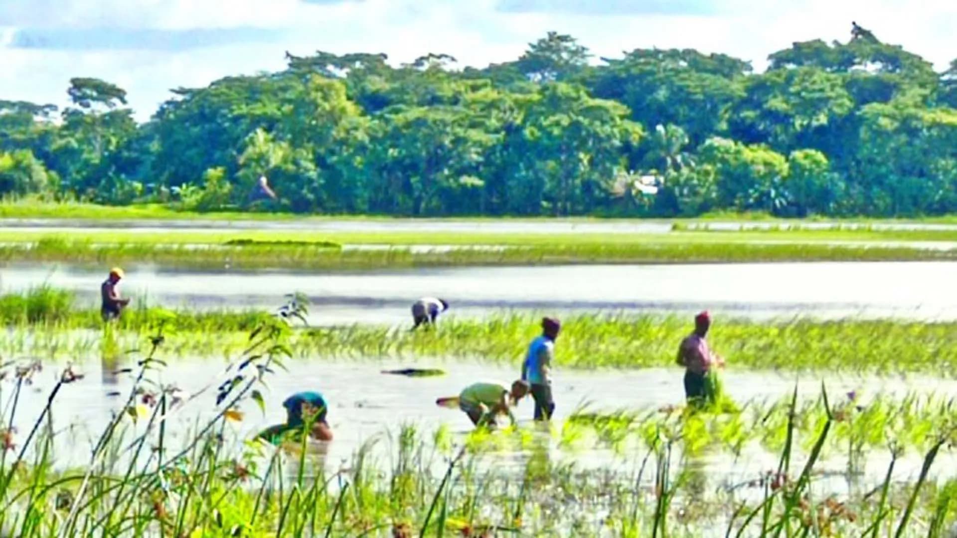 বাউফলে জমিতে আমন রোপণে ব্যস্ত কৃষক