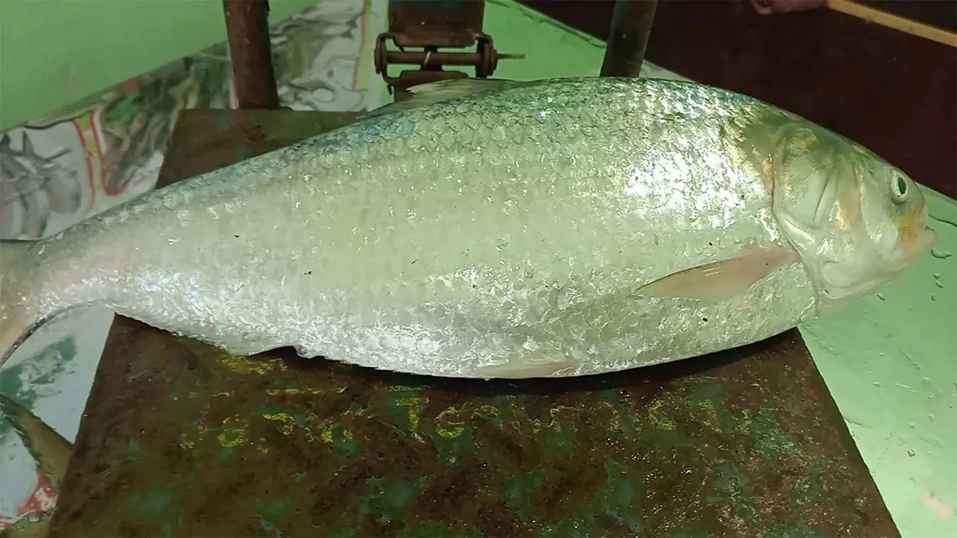 পটুয়াখালীতে এক ইলিশ ৮ হাজার ৭৫০ টাকায় বিক্রি