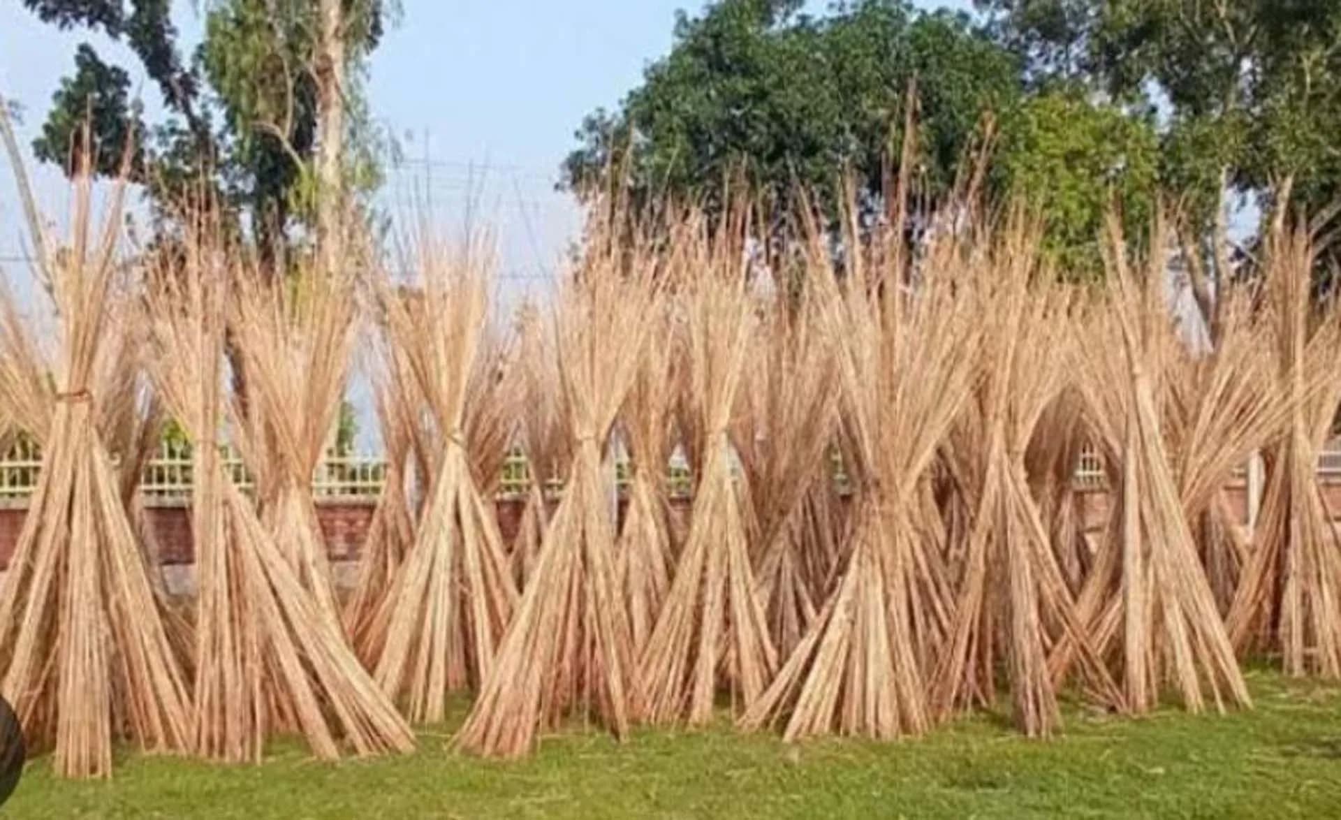 শার্শা উপজেলায় পাটের ফলন ভালো, আঁশের দাম কমলেও পাটখড়ির দাম আকাশছোঁয়া