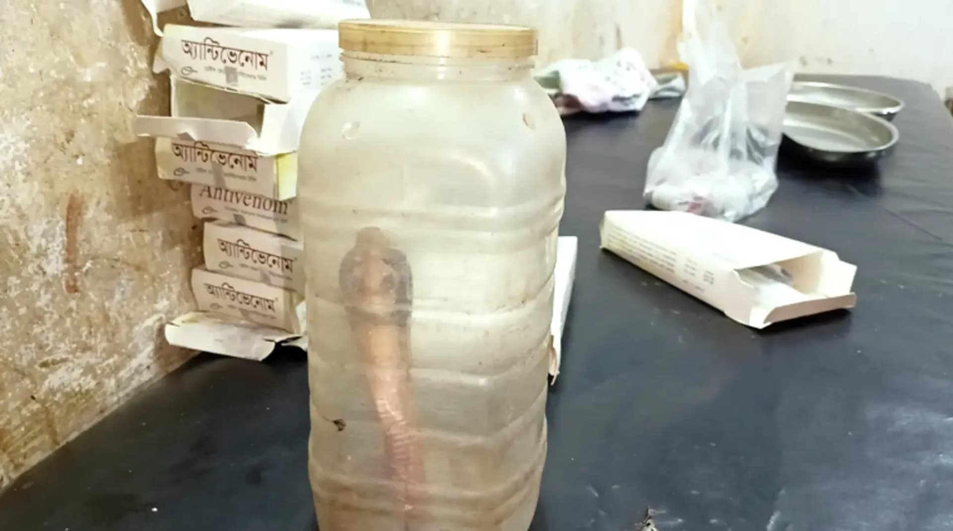 কামড় দেওয়া সাপ নিয়ে হাসপাতালে বৃদ্ধা