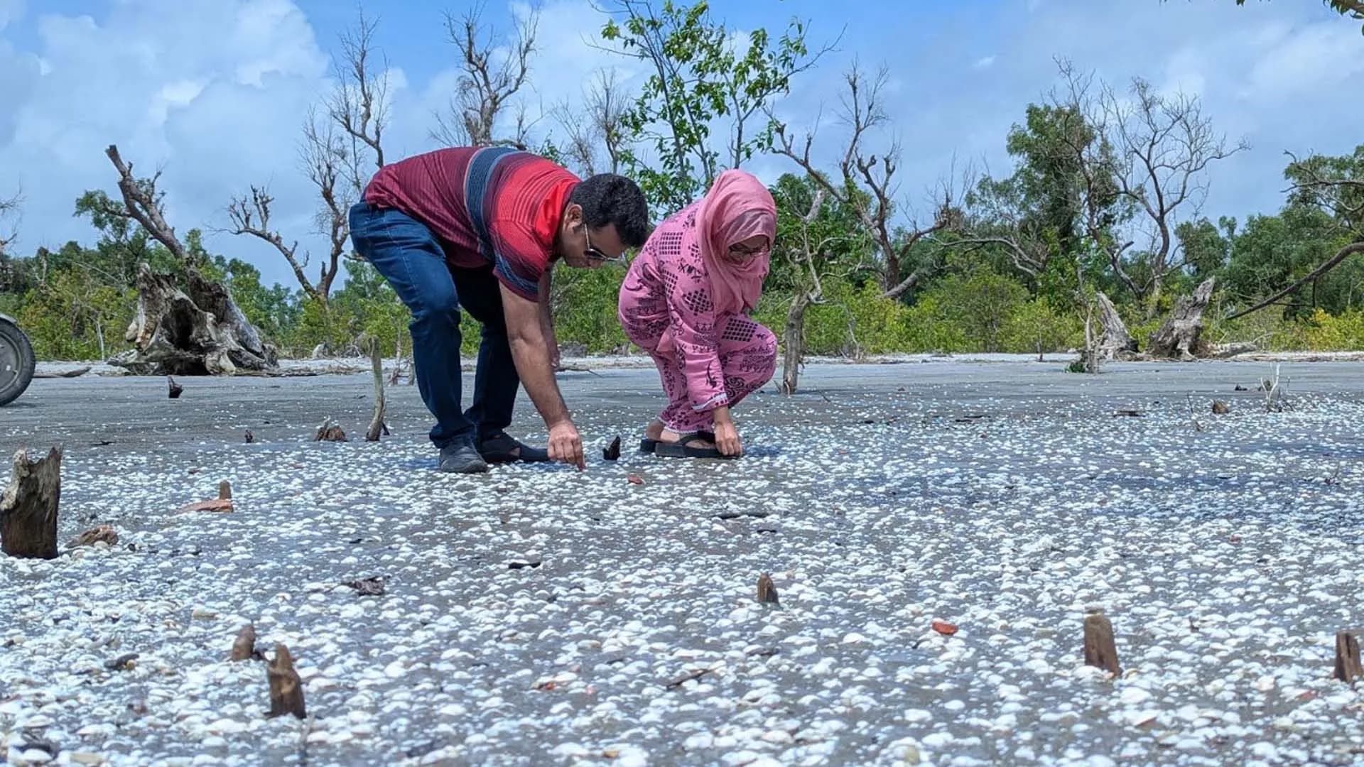 কুয়াকাটা সৈকতজুড়ে অজস্র সাদা ঝিনুক, মুগ্ধ পর্যটকরা