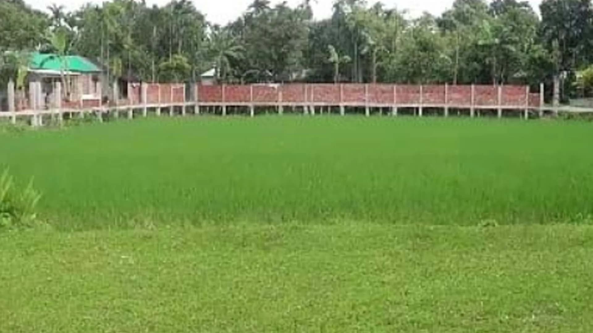 বিদ্যালয়ের মাঠে ধান চাষ, তদন্তে প্রশাসন