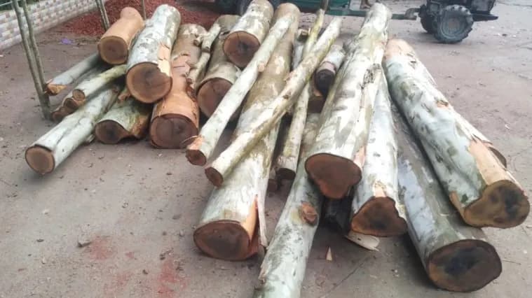 রাতে সরকারি রাস্তার গাছ কেটে সাবাড়