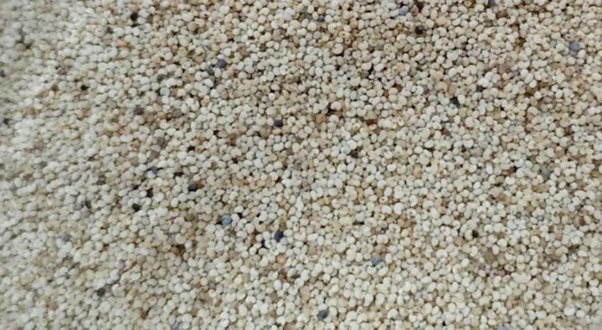 পাখির খাদ্যের আড়ালে চট্টগ্রাম বন্দরে এলো ২৫ হাজার কেজি মাদক