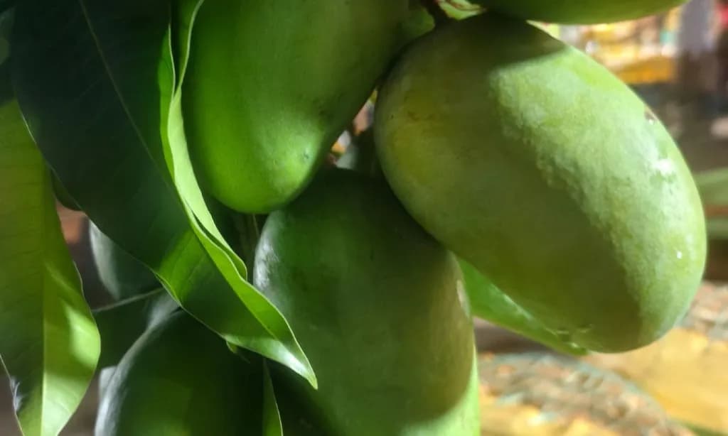 বাজারে মিলছে কাঁচা আম, কেজি ৫০০