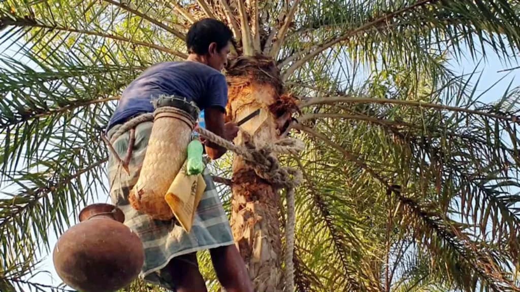 বিলুপ্তির পথে বরগুনার খেজুরের রস ও গুড়