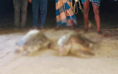 কুয়াকাটা সৈকতে ভেসে এসেছে মৃত জোড়া কচ্ছপ